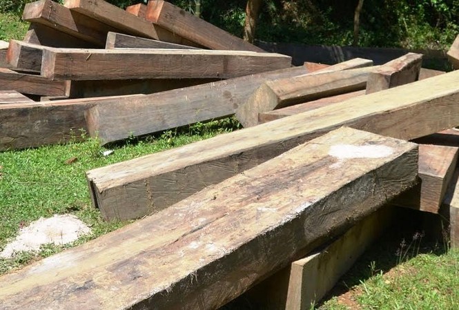Phát hiện 63 tấm gỗ lậu ngụy trang dưới vỏ bao xi măng Phát hiện 63 tấm gỗ lậu ngụy trang dưới vỏ bao xi măng