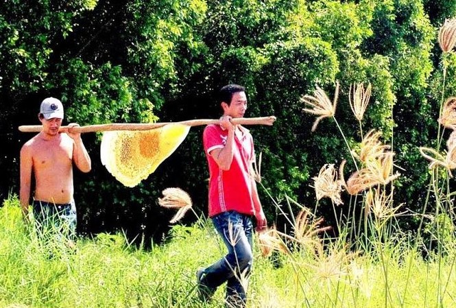 Cà Mau bác thông tin mật ong U Minh Hạ pha đường Người dân gác kèo ong.