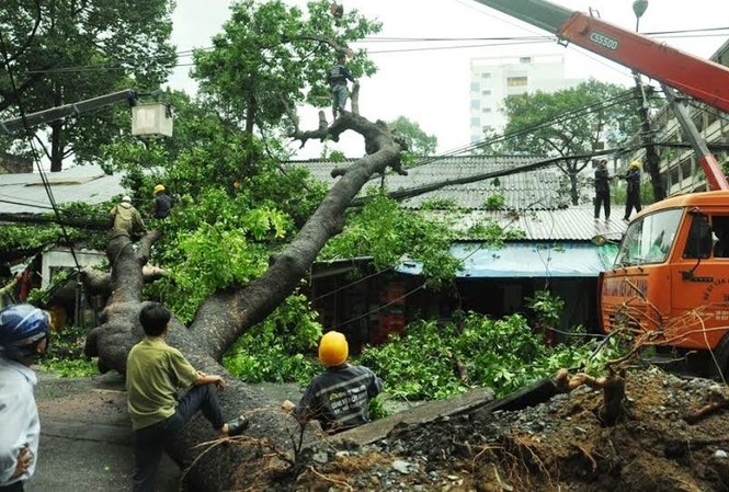 Cổ thụ bật gốc đè 3 ngôi nhà, người dân tán loạn bỏ chạy Cây cổ thụ cao hàng chục mét đổ chắn ngang đường.