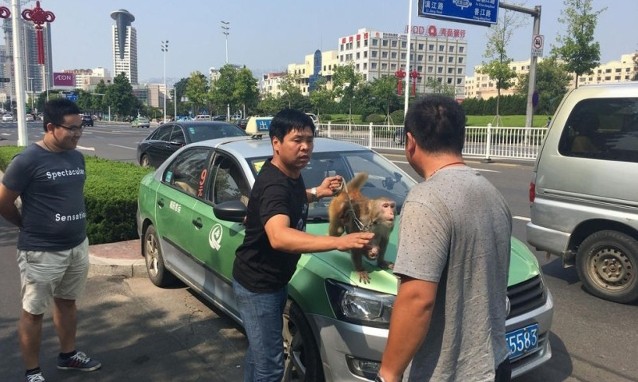 Tài xế 'hút chết' khi bị khỉ của hành khách cướp tay lái Tài xế taxi (áo xám) tranh cãi với vị khách và con khỉ.