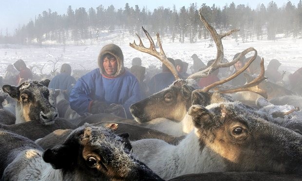 Siberia có kế hoạch tiêu hủy 250.000 con tuần lộc trước Giáng sinh Đàn tuần lộc lớn nhất thế giới ở Siberia đang đối mặt với kế hoạch tiêu hủy gần 1/4 số lượng.