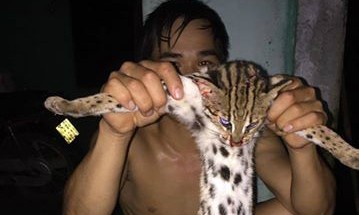 Thanh niên khoe ảnh giết mèo rừng trên facebook Hình ảnh chú mèo đốm trắng nghi mèo rừng bị giết đăng trên facebook Bi Kyo khiến dân mạng bức xúc.