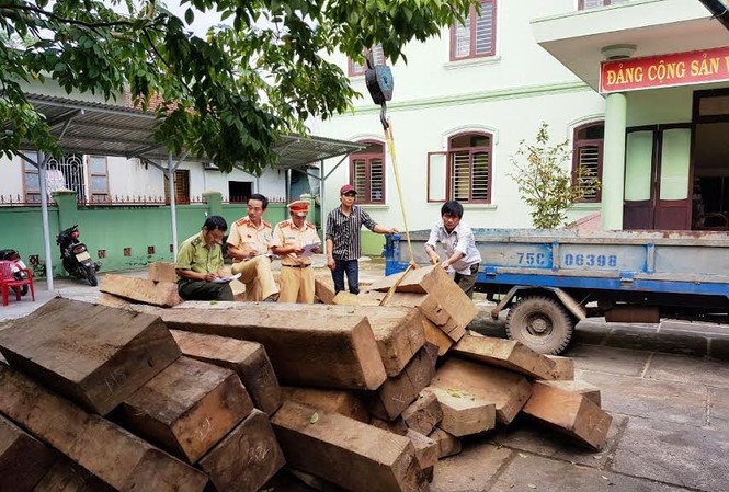 TT-Huế: Tịch thu hàng chục phách gỗ rừng “khai gian” Hàng chục phách gỗ de, gỗ dỗi bị tịch thu do kê khai trái quy định khi vận chuyển.