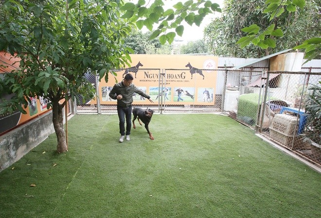 Trại chó doberman tiền tỷ của chàng trai 8x Phong trào nuôi giống chó doberman bắt đầu ở Việt Nam từ năm 2007 và phát triển mạnh gần đây.