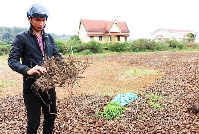 Người dân đổ xô săn rễ “na rừng” bán cho thương lái Rễ cây na rừng