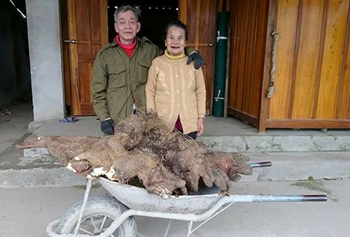 Vợ chồng cụ ông ở Hà Tĩnh đào được củ khoai vạc nặng 37 kg Vợ chồng cụ Tam bên củ khoai vạc nặng 37kg đào được. Ảnh: Đ.H
