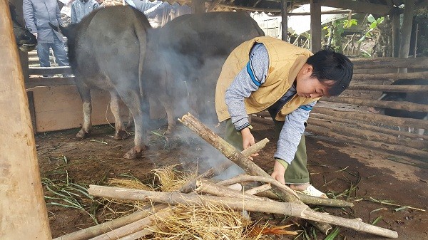 Nhiều trâu bò chết rét vì thiếu thức ăn dự trữ Nhiều trâu bò chết rét vì thiếu thức ăn dự trữ