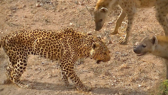 Sa cơ lỡ vận, báo hoa mai bị linh cẩu 'hội đồng' không thương tiếc Ảnh: Latest Sighting.