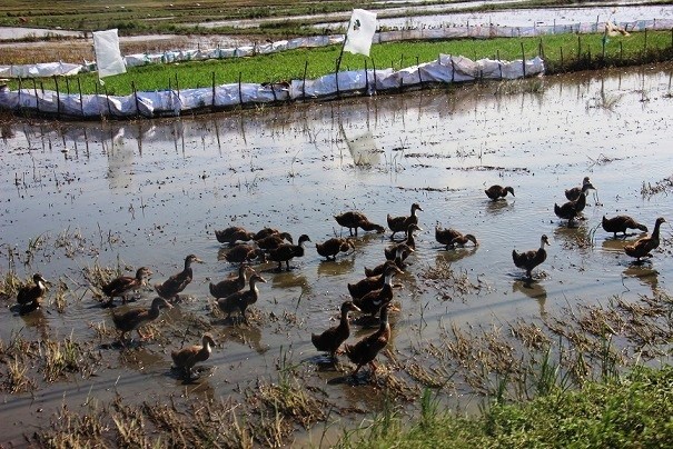 Vụ “vịt ra đồng phải... nộp phí“: Huyện vào cuộc, lập đoàn kiểm tra Vịt chạy đồng phải nộp phí là câu chuyện có thật đang diễn ra tại xã Ân Phong, huyện Hoài Ân (Bình Định).