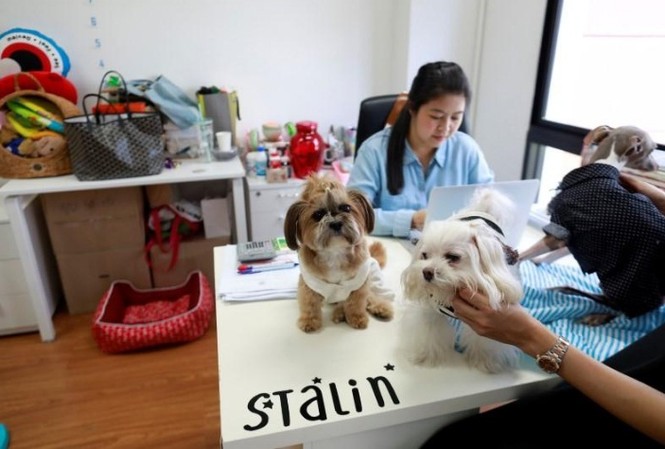 Thái Lan: Cho phép mang thú cưng đến nơi làm việc để giảm stress Chó cưng được đặt trên bàn Jirmas khi cô đang làm việc trong văn phòng công ty ở Bangkok, Thái Lan ngày 27/09/2018. (Ảnh : Soe Zeya Tun)