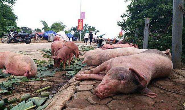 Ăn thịt lợn mắc dịch tả châu Phi nguy hiểm thế nào? Ăn thịt lợn mắc dịch tả châu Phi nguy hiểm thế nào?