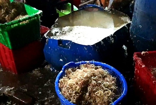 Hai tấn chuối bào, ngó sen ngâm hóa chất tẩy trắng ở Sài Gòn Hai tấn chuối bào, ngó sen ngâm hóa chất tẩy trắng ở Sài Gòn