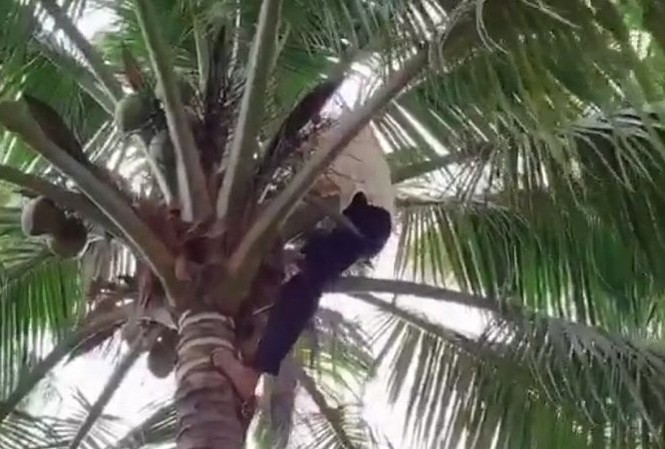 Video: Cụ bà gần 80 tuổi leo cây hái dừa như gái 18 khiến nhiều người bất ngờ Video: Cụ bà gần 80 tuổi leo cây hái dừa như gái 18 khiến nhiều người bất ngờ
