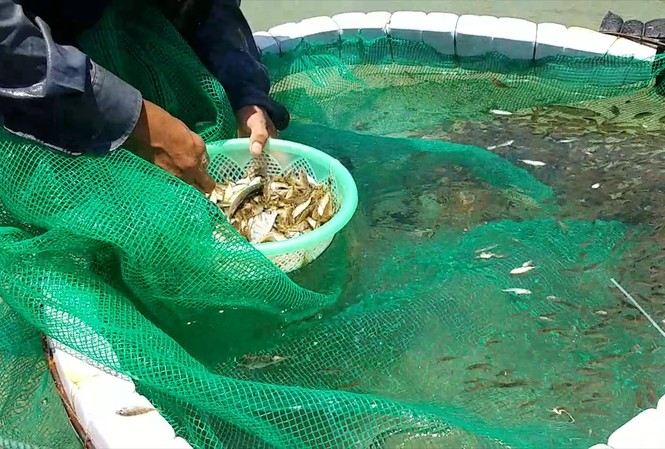 Ngư dân giăng lưới bắt cá kình con thu hơn 10 triệu một ngày Ngư dân giăng lưới bắt cá kình con thu hơn 10 triệu một ngày