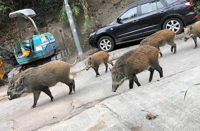 Lợn rừng tràn xuống phố phường Hong Kong Một đàn lợn rừng lang thang trên phố ở Hong Kong. (Ảnh: CNN)