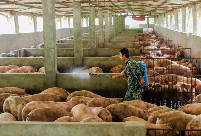 Khủng hoảng thiếu thịt, Trung Quốc nuôi giống lợn to như gấu Bắc cực Một trang trại nuôi lợn ở Trung Quốc. (Ảnh: Reuters)