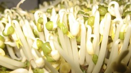 Cách phân biệt giá đỗ dùng chất kích thích Cách phân biệt giá đỗ dùng chất kích thích