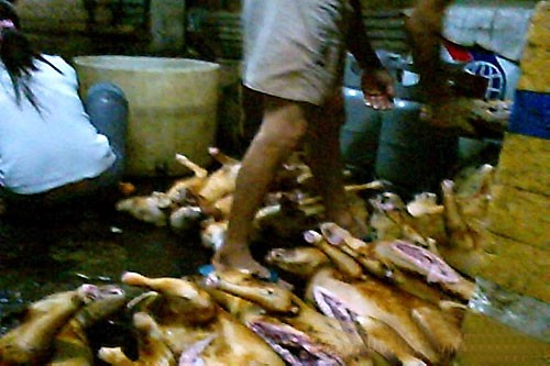 Không ai kiểm dịch thịt chó Thực trạng mất vệ sinh bên trong lò mổ chó - Ảnh: H.Nam