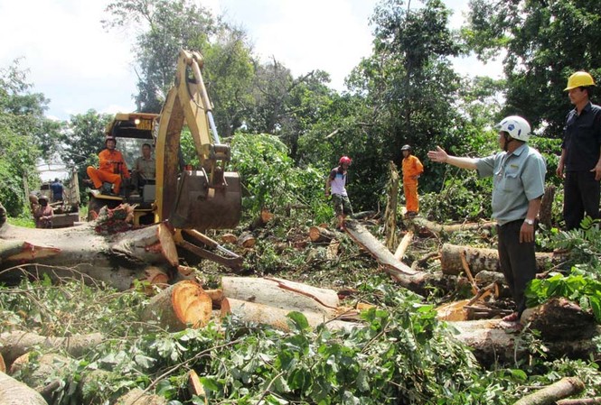 Mưa gió làm sập nhà, bật gốc nhiều cây xanh Ông thọ đang chỉ đạo công nhân thu dọn cây đổ ở đường Đinh Núp.