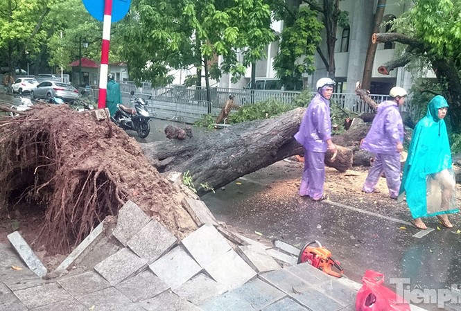 Mưa lớn cổ thụ bật gốc chắn ngang đường phố Hà Nội Mưa lớn cổ thụ bật gốc chắn ngang đường phố Hà Nội