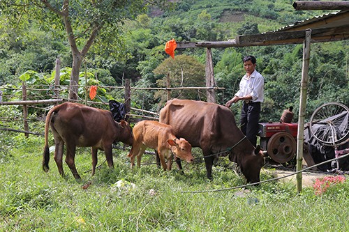 Thôn 15 năm không rượu bia, thuốc lá Nhờ bỏ rượu, tích cực lao động nên Hồ Ê Nót vừa mua thêm được 3 con bò và một con dê. Ảnh: Hoàng Táo/VnExpress