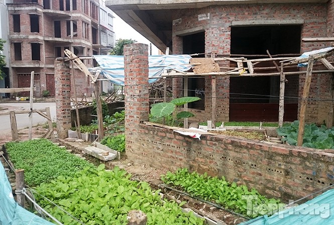 Người dân Thủ đô trồng rau trên biệt thự tiền tỷ bỏ hoang Những luống rau xanh mướt được người dân trồng xung quanh các ngôi biệt thự.