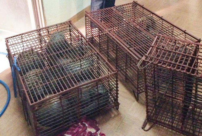 Bắt giữ đối tượng buôn bán động vật hoang dã Gần chục con tê tê được Dung cất giấu trong nhà. Ảnh CA cung cấp.