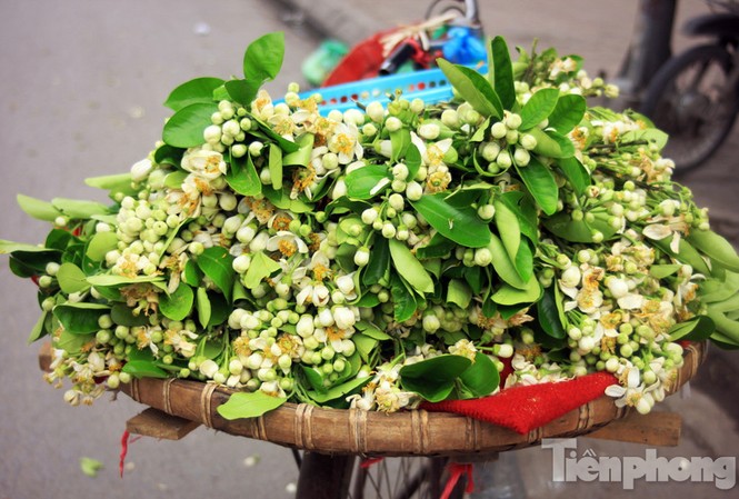 Xốn xang dạo ‘phố hoa bưởi’ giữa Thủ đô Xốn xang dạo ‘phố hoa bưởi’ giữa Thủ đô