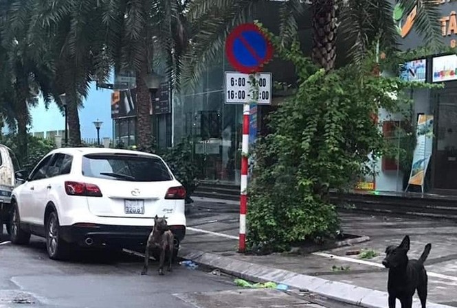 Chặn cả đoạn phố ở Hà Nội để bắt 3 con chó cảnh không rọ mõm Hai trong số 3 con chó không rọ mõm chạy ngoài đường.