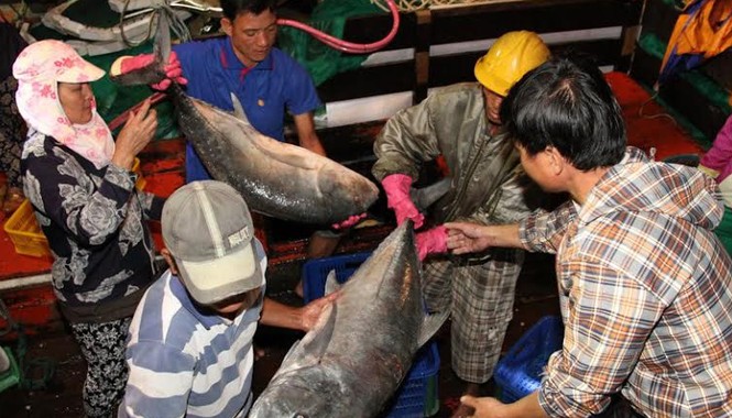 Ra khơi nửa ngày, trúng đậm 10 tấn cá bè quỵt Cá bè quỵt của tàu ngư dân Lới đang được bán cho các thương lái tại Cảng cá Cửa Việt đêm 30/3.