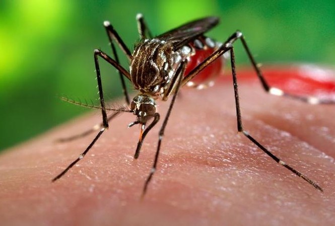 Thêm 8 ca Zika mới tại TPHCM Ảnh minh họa.