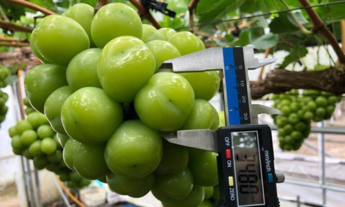Trái cây cao cấp ngoại ồ ạt về Việt Nam Nho sữa Hàn Quốc được khá nhiều cửa hàng nhập về bán với giá 650.000 đồng một kg.