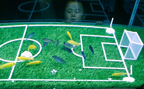 ĐỘC: World Cup cho...cá Word Cup Fish ở Trung Quốc (ảnh: China Daily)