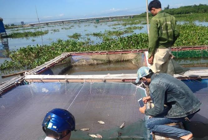 Khóc ngất nhìn cá thu hoạch bỗng chết hàng loạt Cá chết khi vào mùa thu hoạch, người dân nghèo Hộ Độ trắng tay.