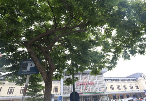 Hà Nội đánh chuyển hàng loạt cây sưa đỏ để làm Metro Cây sưa đỏ gần ga Hà Nội có tán rộng, được đánh số để phục vụ việc di chuyển. Ảnh: Phương Sơn
