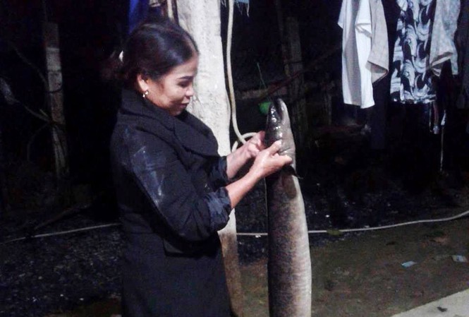 Kéo lưới trên sông, nam thanh niên bắt được cá 'khủng' dài 1,6m Kéo lưới trên sông, nam thanh niên bắt được cá 'khủng' dài 1,6m