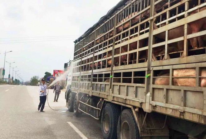 Nghệ An xuất hiện ổ dịch tả lợn Châu Phi Nghệ An xuất hiện ổ dịch tả lợn Châu Phi