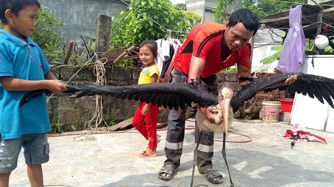 Chim quý hiếm sải cánh hơn 2m sa ruộng lúa Hà Tĩnh Chim quý hiếm sải cánh hơn 2m sa ruộng lúa Hà Tĩnh