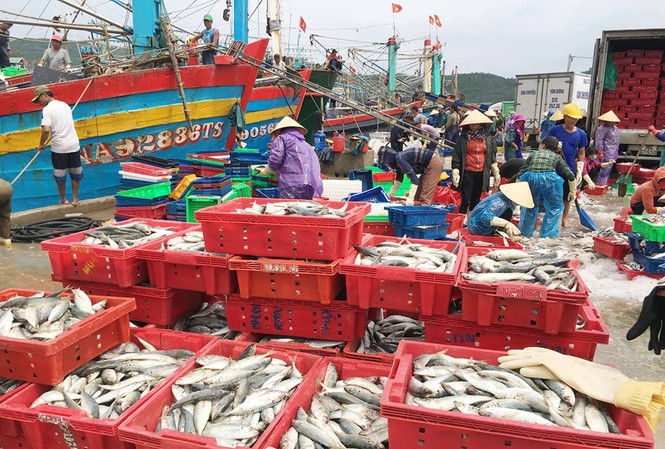 Vào bờ tránh bão, ngư dân Bãi Ngang vẫn có khoang thuyền đầy ắp cá Vào bờ tránh bão, ngư dân Bãi Ngang vẫn có khoang thuyền đầy ắp cá