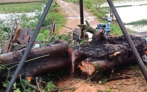 Người đàn bà bị cây cổ thụ đè tử vong trên đường đi làm đồng về Hiện trường vụ việc.