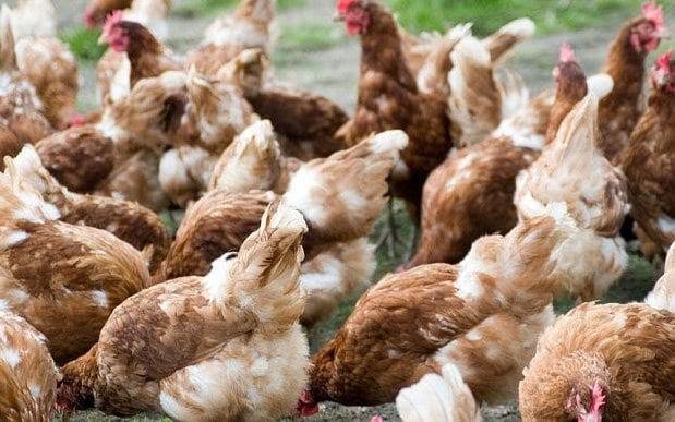 Vi khuẩn chết người trong thịt gà có thể kháng lại thuốc kháng sinh Vi khuẩn chết người trong thịt gà có thể kháng lại thuốc kháng sinh