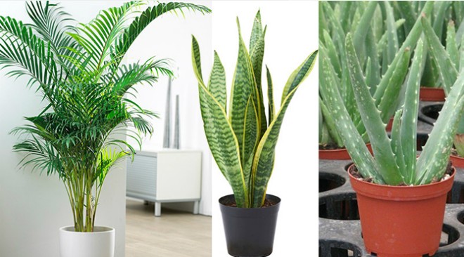 6 loại cây trồng trong phòng ngủ giúp bạn ngon giấc Các loại cây giúp lọc không khí trong lành. Ảnh: P.C
