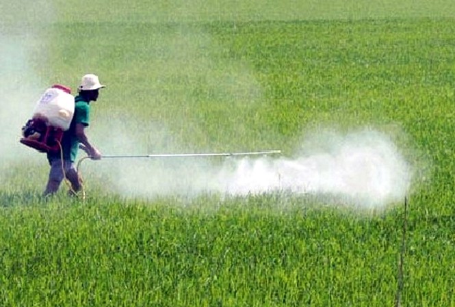 Bác bỏ thông tin chất Glyphosate trong thuốc trừ cỏ gây ung thư Ảnh minh họa