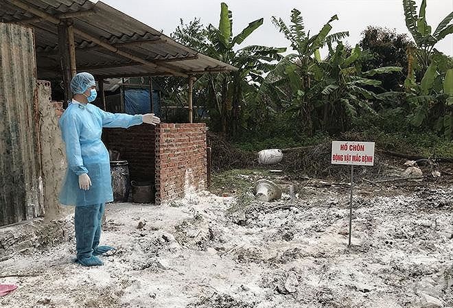 Hà Nội: Mua chích điện để tiêu hủy lợn dịch tả châu Phi Hà Nội: Mua chích điện để tiêu hủy lợn dịch tả châu Phi