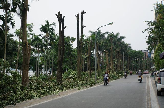 Hé lộ lý do chuyển 96 cây hoa sữa từ Hồ Tây về bãi rác Nam Sơn Hàng cây hoa sữa trên phố Trích Sài. Ảnh: Nguyễn Dương
