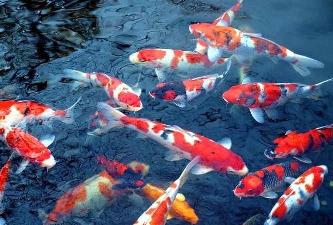 Sắp thả cá Koi Nhật Bản trên sông Tô Lịch Sắp thả cá Koi Nhật Bản trên sông Tô Lịch