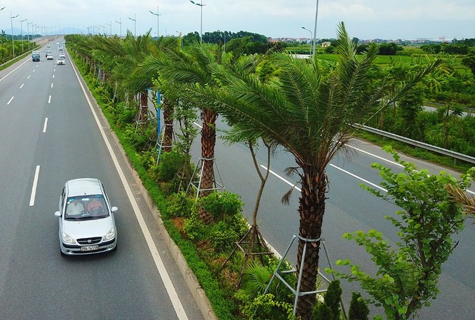 Hà Nội chi hơn 250 tỷ đồng trồng 1 triệu cây xanh Cây xanh được trồng mới trên đường Võ Nguyên Giáp.