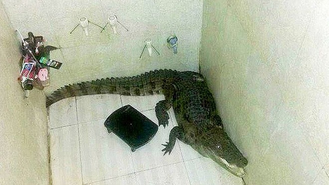 Giật mình phát hiện cá sấu mét rưỡi trong phòng tắm Giật mình phát hiện cá sấu mét rưỡi trong phòng tắm