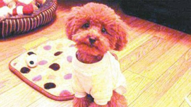 Lạ lùng cô gái nghiện ăn lông suốt hai năm qua Chúc cún cưng của cô Wang Jing