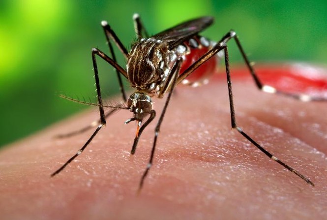 TPHCM: Thêm 3 ca mắc Zika mới TPHCM: Thêm 3 ca mắc Zika mới